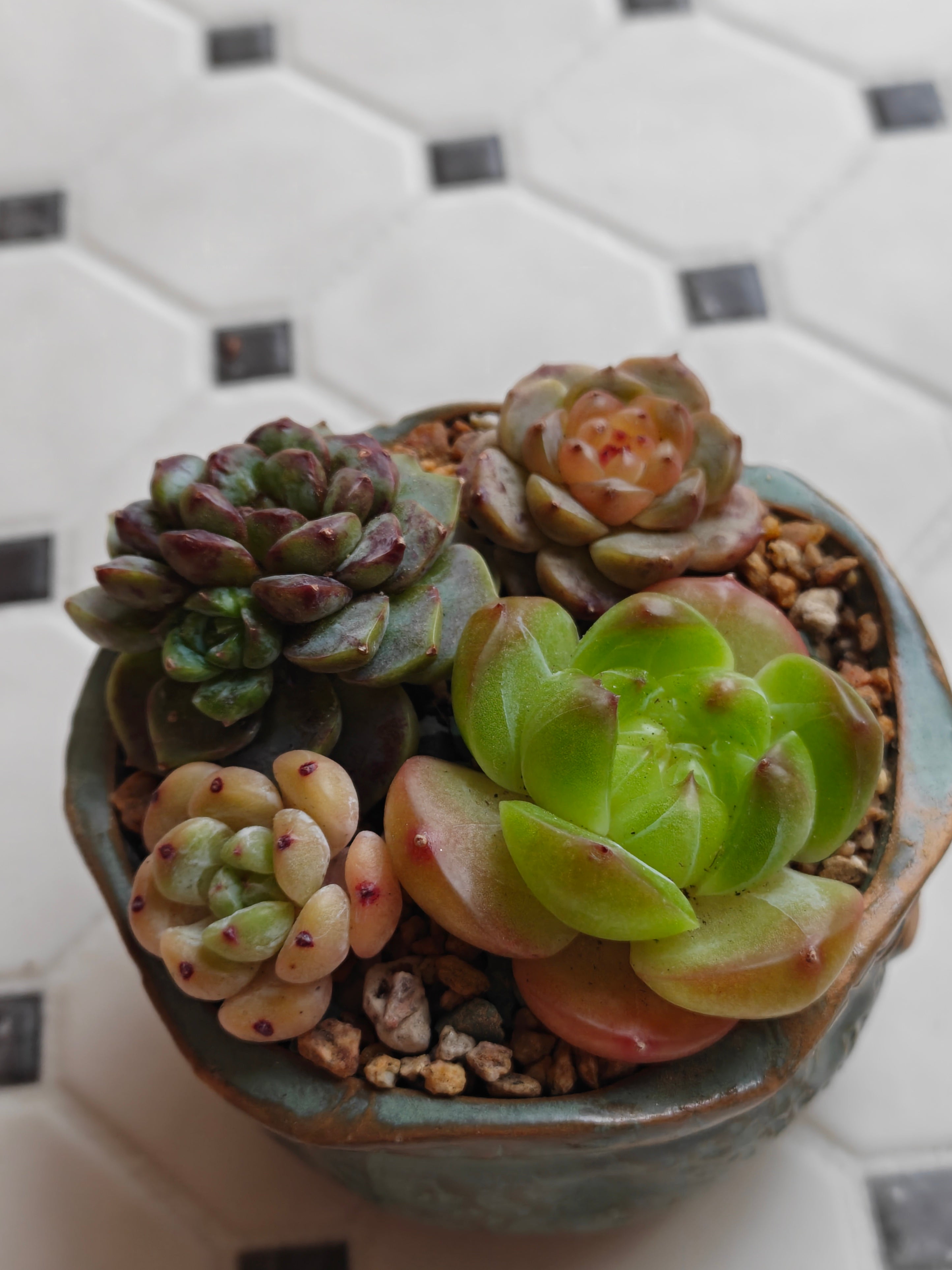 Vintage Teal Succulent Planter – Assorted Succulents