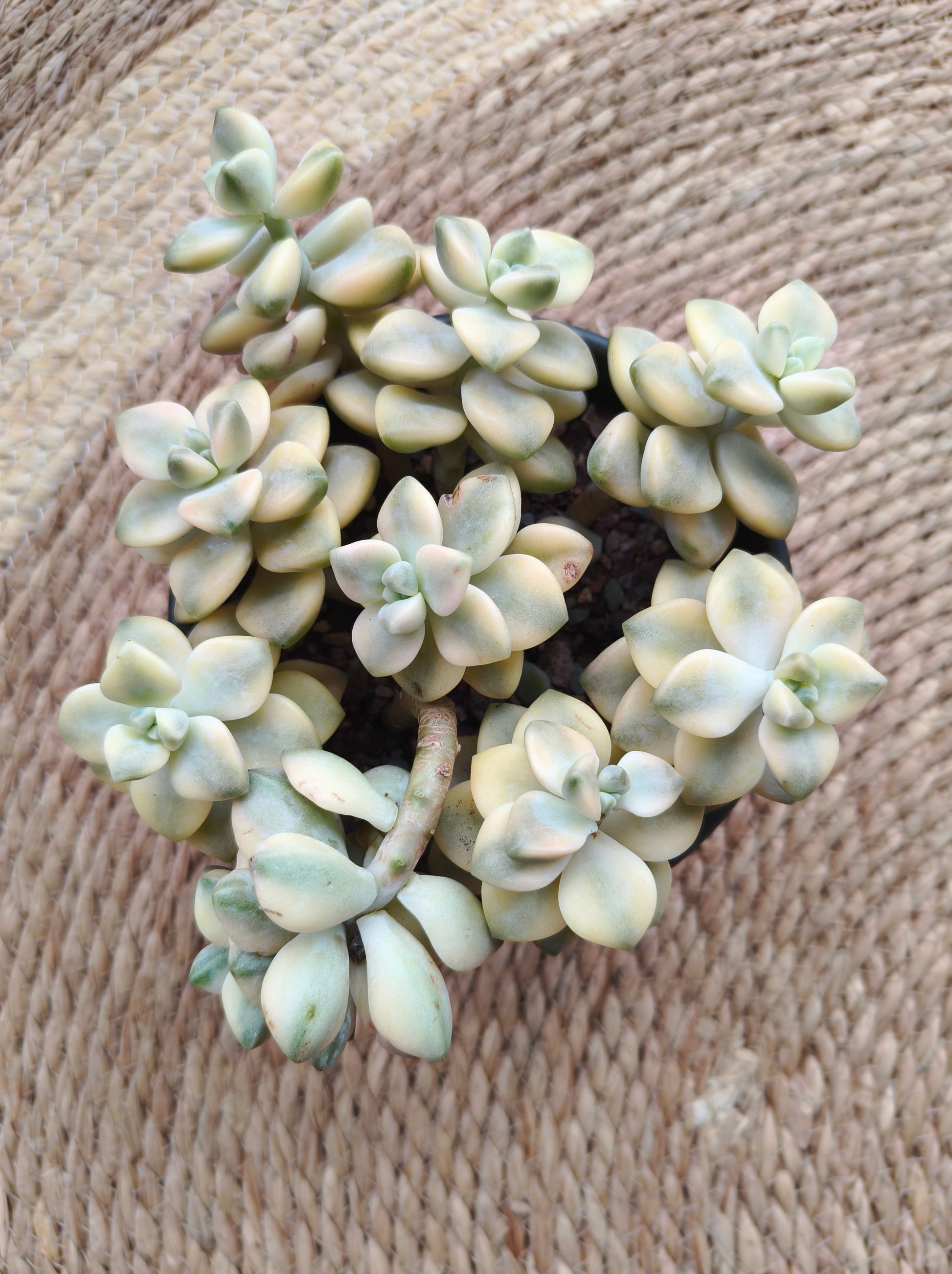 Succulent Ceramic Green Planter - Graptoveria 'Titubans' - SlowBloomGreens