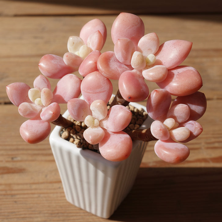 Succulent Ribbed White Planter – Pink Moonstone - SlowBloomGreens