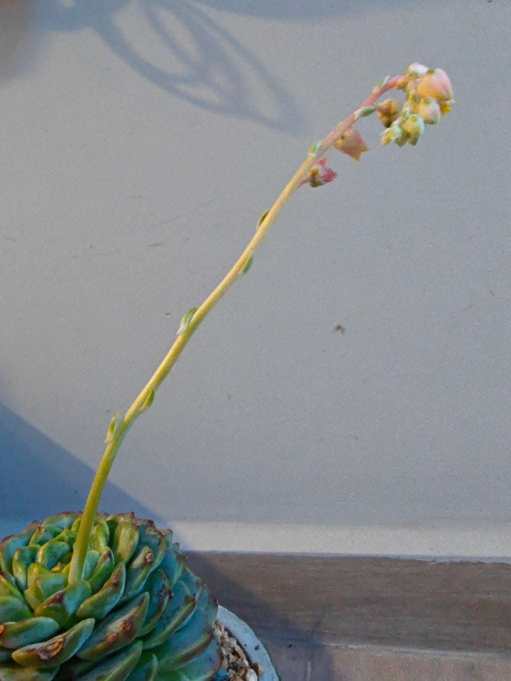 Succulent Whispering Leaves Planter – Echeveria 'Red Velvet' - SlowBloomGreens