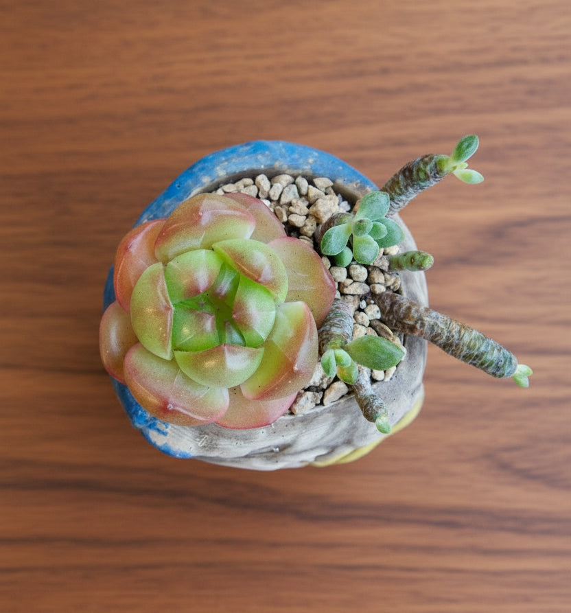 Rustic Bloom Succulent Planter – Echeveria 'Star Jelly' - SlowBloomGreens
