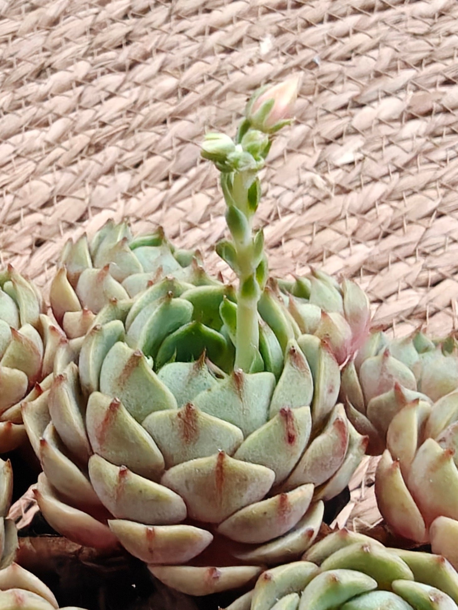 Bare Root Succulent - Echeveria 'Ben Badis' Cluster