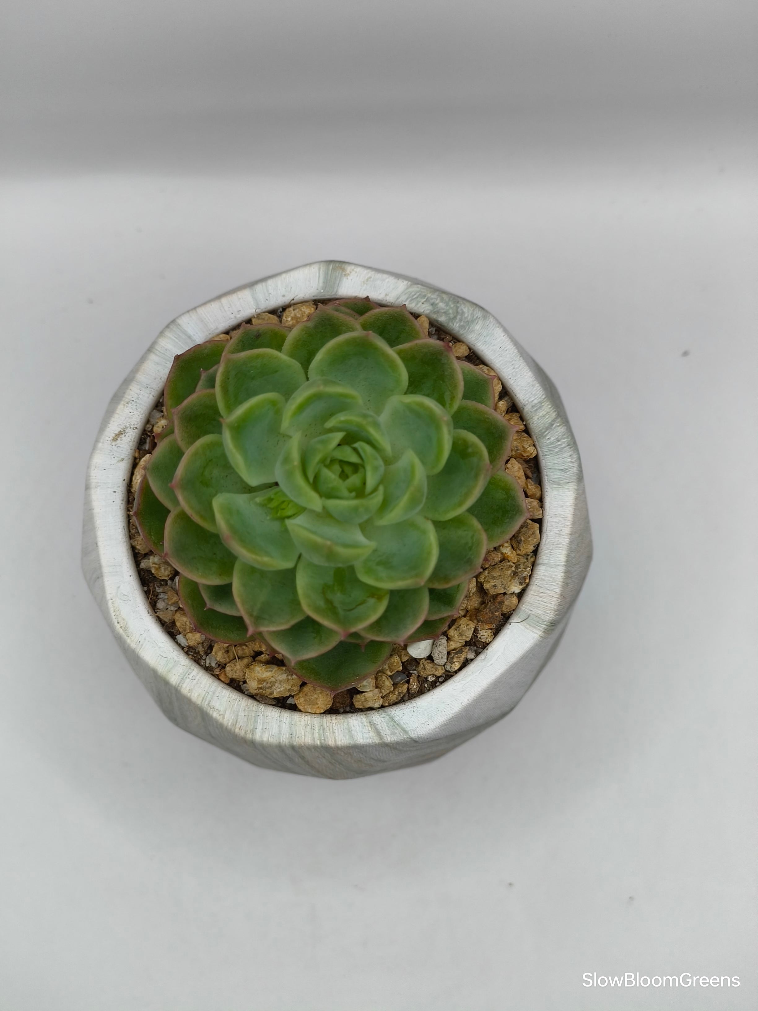 Succulent Classic Marble Earth Green Moss - SlowBloomGreens