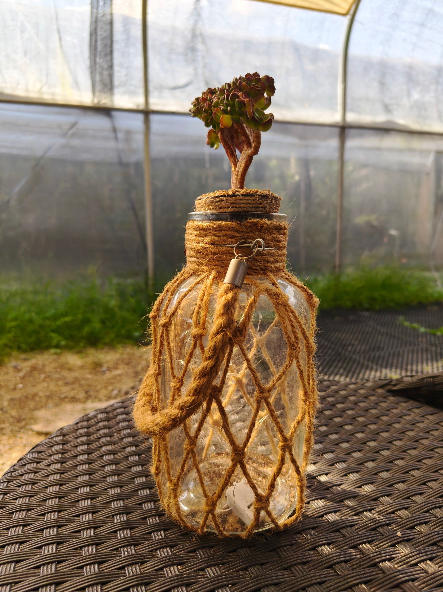 Succulent Retro Hemp Rope Vase - Sedeveria 'Letizia' crista