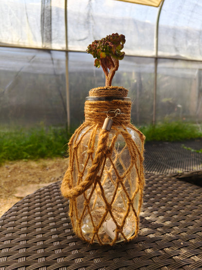Succulent Retro Hemp Rope Vase - Sedeveria 'Letizia' crista