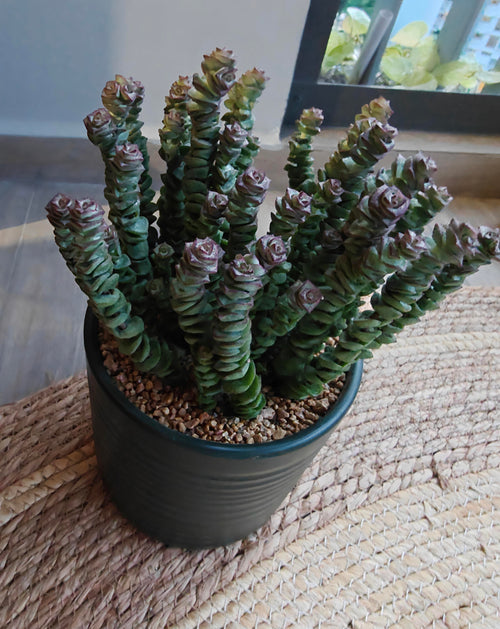Succulent Ceramic Green Planter – Crassula ‘Jade Necklace’ - SlowBloomGreens