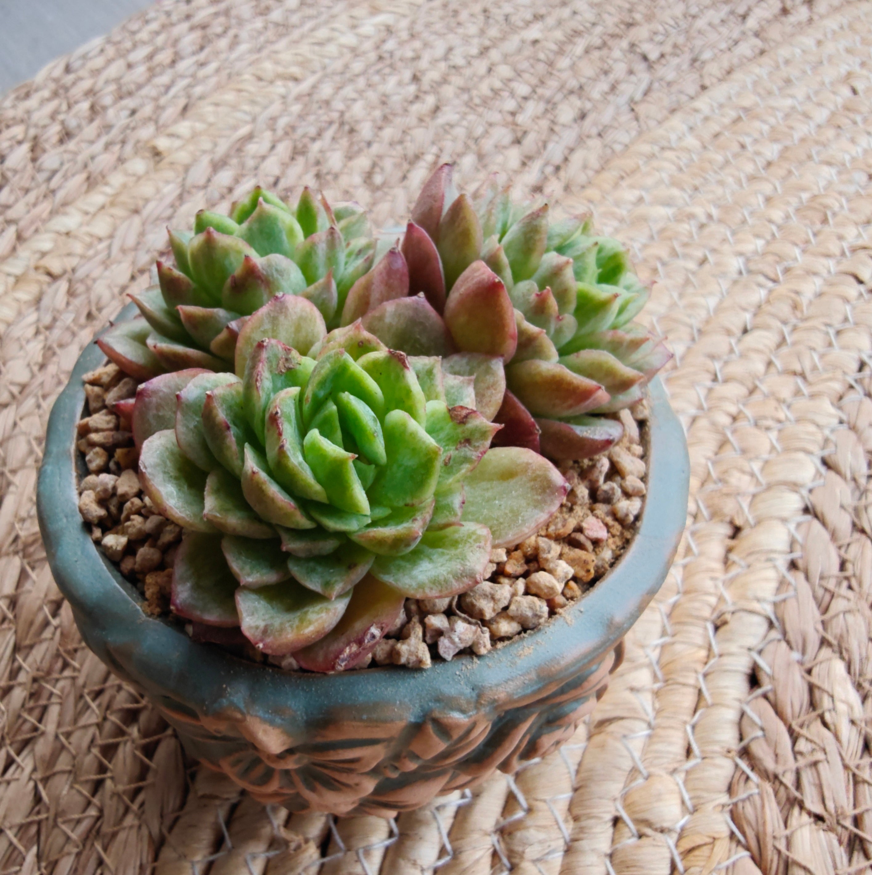 Vintage Teal Succulent Planter – Echeveria 'Lime n Chili'