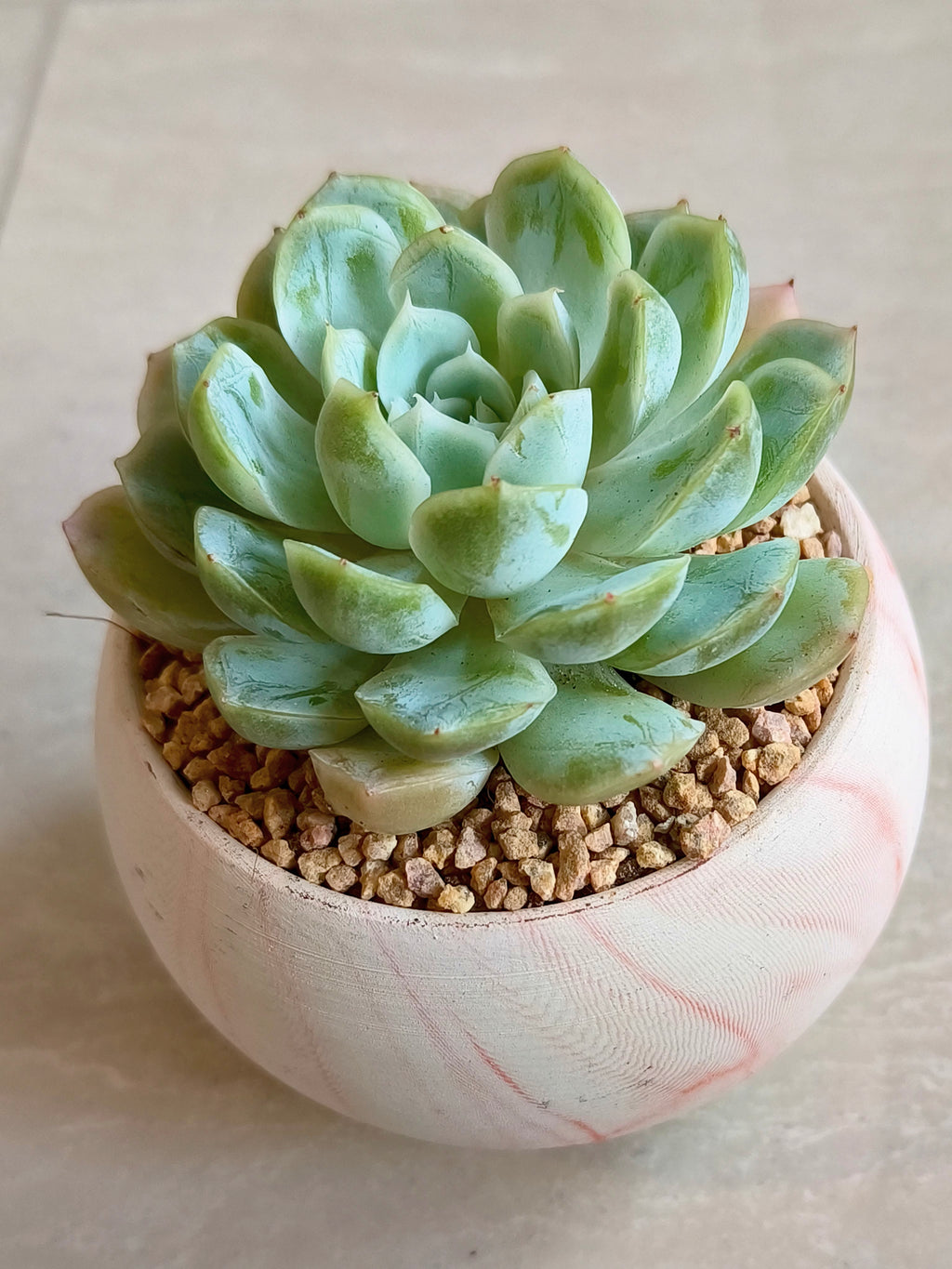 Succulent Elegant Round Orange Planter – Echeveria Elegans 'Mexican Snowball' - SlowBloomGreens