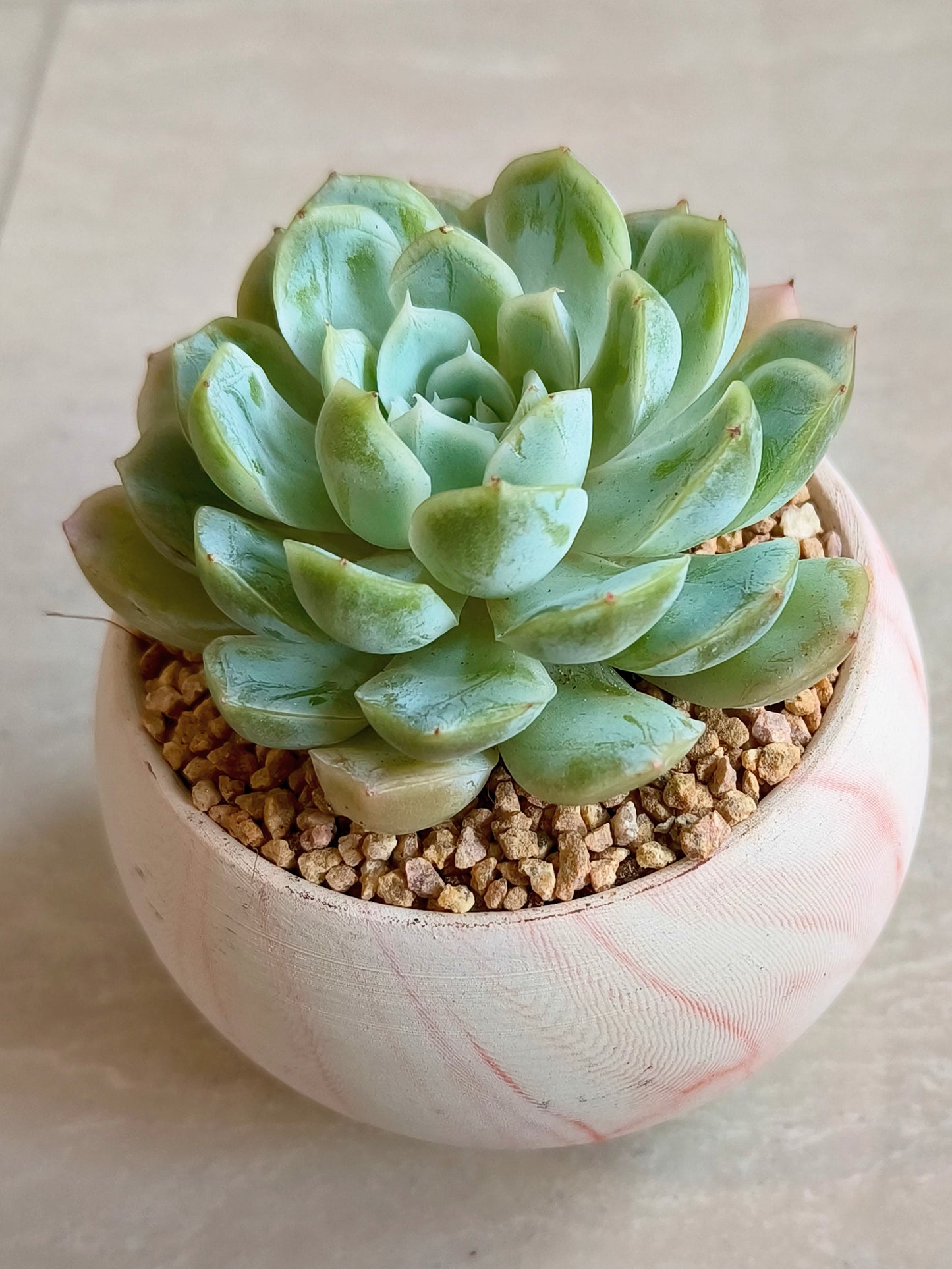 Succulent Elegant Round Orange Planter – Echeveria Elegans 'Mexican Snowball'