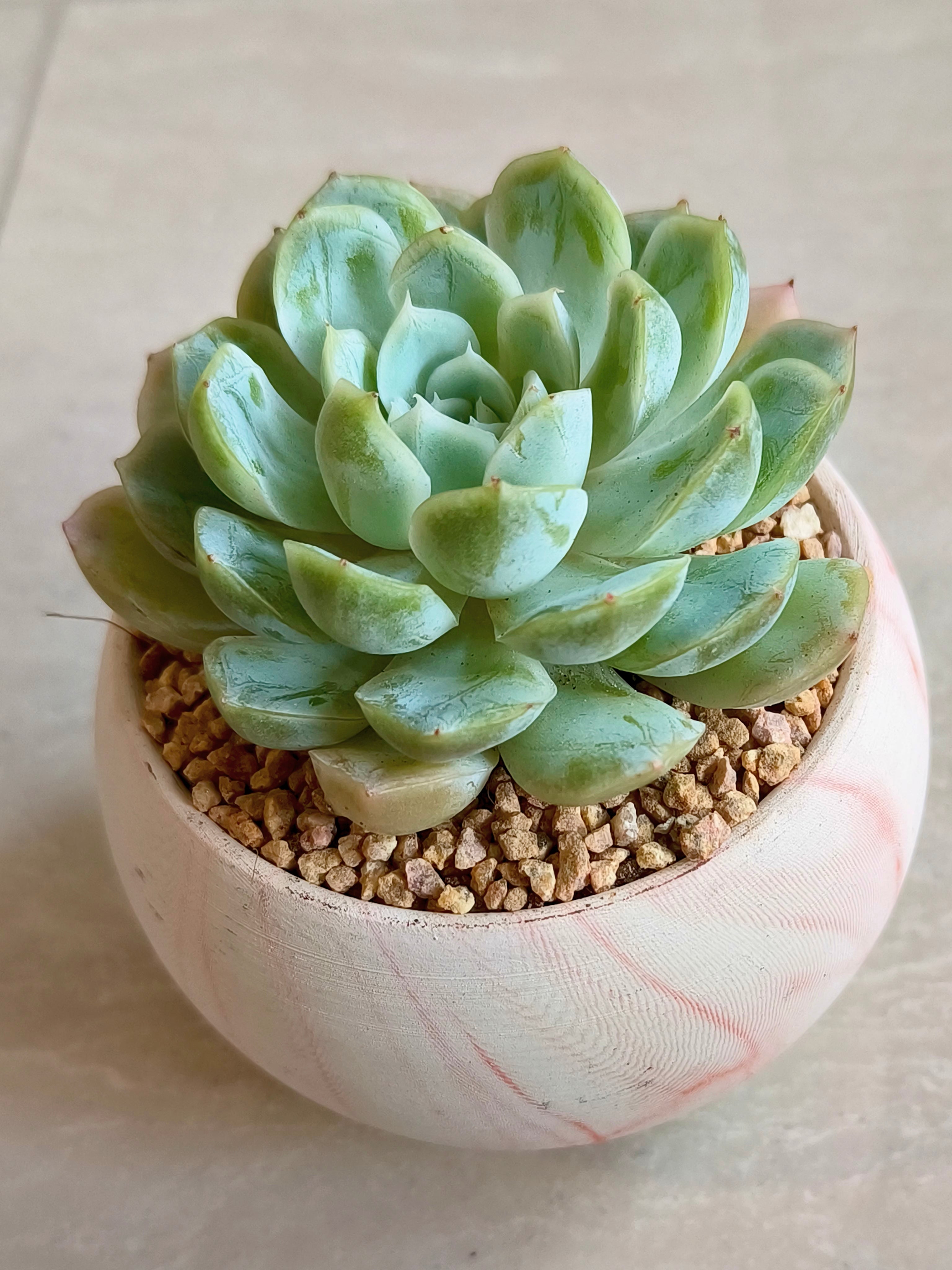 Succulent Elegant Round Orange Planter – Echeveria Elegans 'Mexican Snowball' - SlowBloomGreens