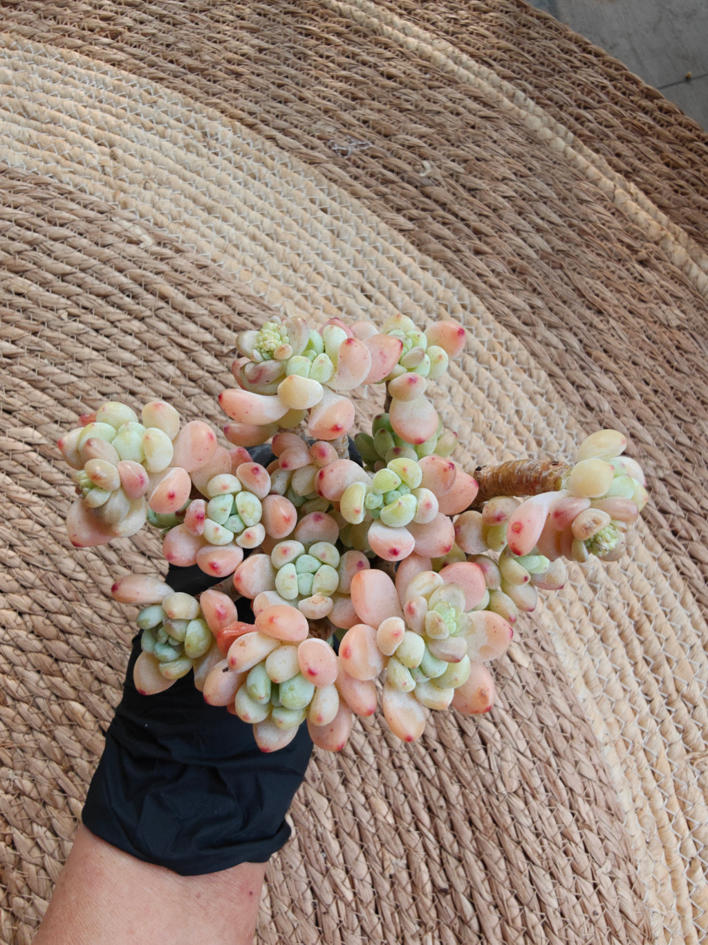 Tiscalatengo Gorge Sedum – Bare Root Succulent - SlowBloomGreens
