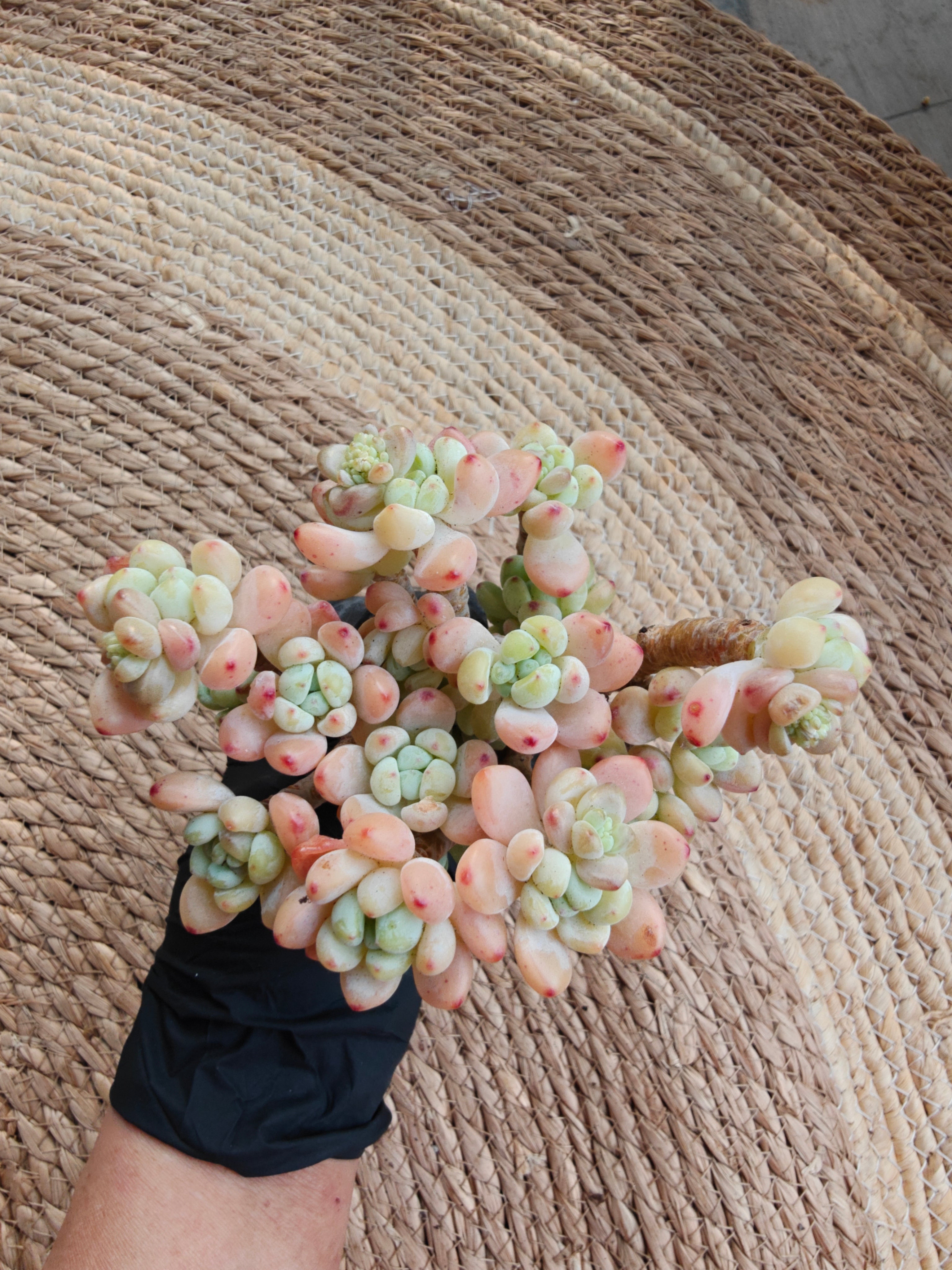 Tiscalatengo Gorge Sedum – Bare Root Succulent - SlowBloomGreens
