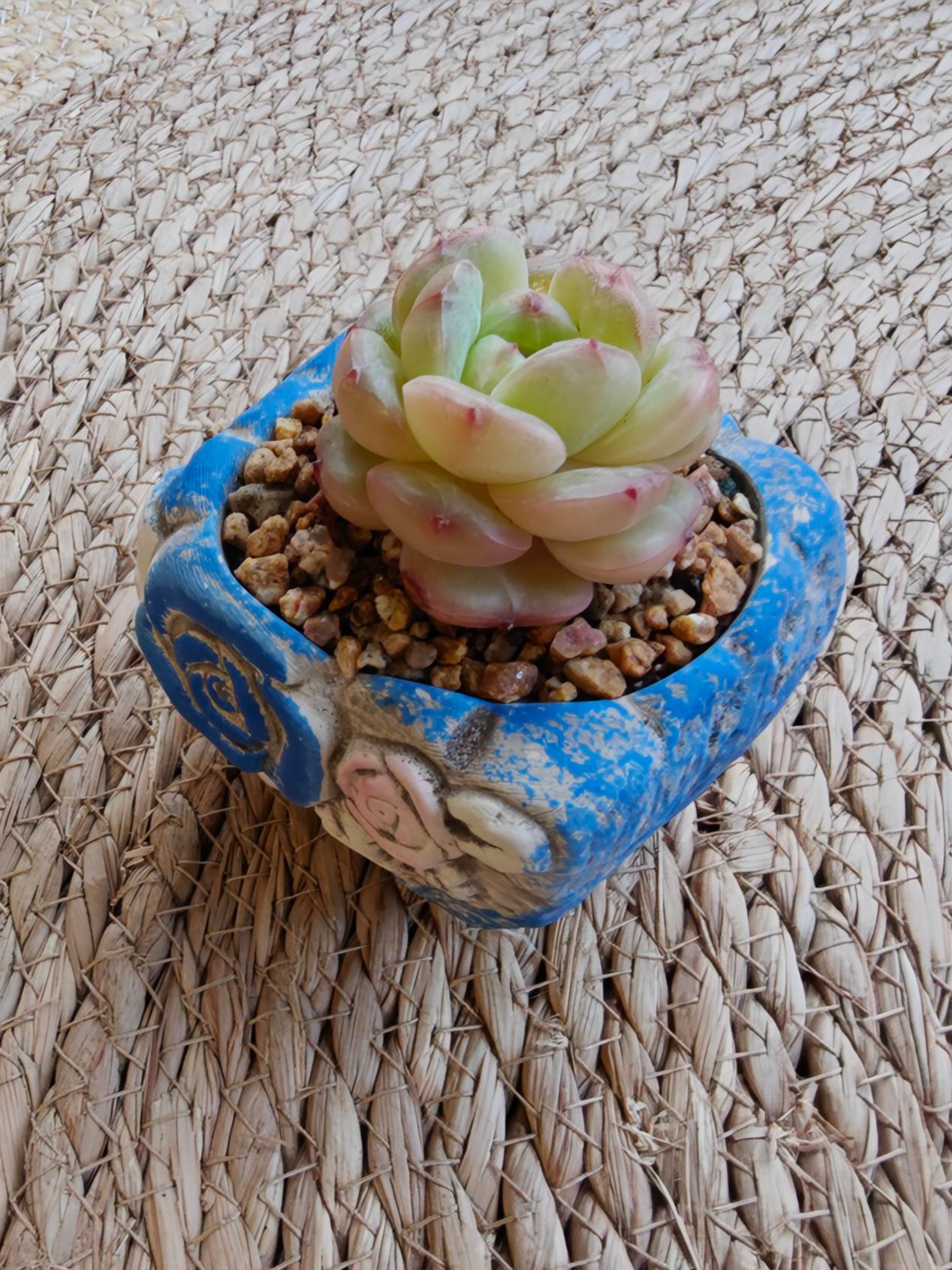 Rustic Bloom Succulent Planter – Echeveria hybrid