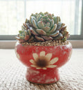 Succulent Moonlit Red Planter – Echeveria hybrid (huge) - SlowBloomGreens