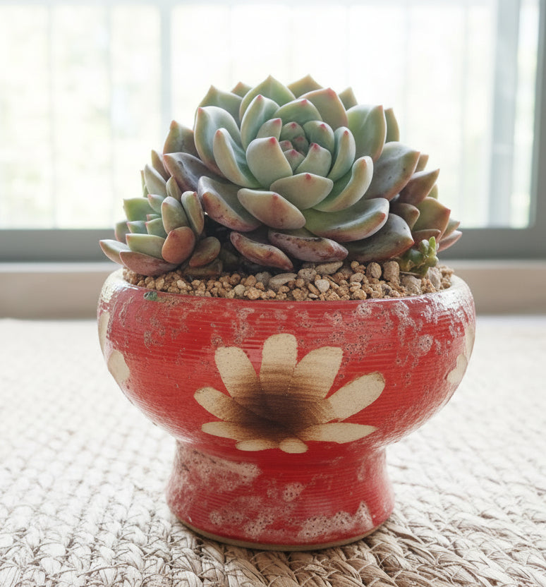 Succulent Moonlit Red Planter – Echeveria hybrid (huge) - SlowBloomGreens