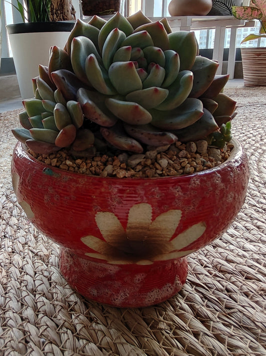 Succulent Moonlit Red Planter – Echeveria hybrid (huge) - SlowBloomGreens