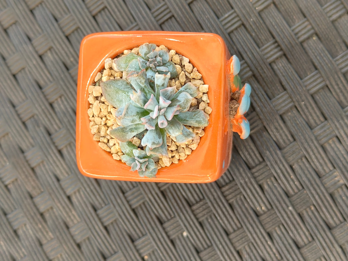 Succulent Floral Charm Orange Mini Planter – Echeveria 'Cubic Frost' (Botle tree)