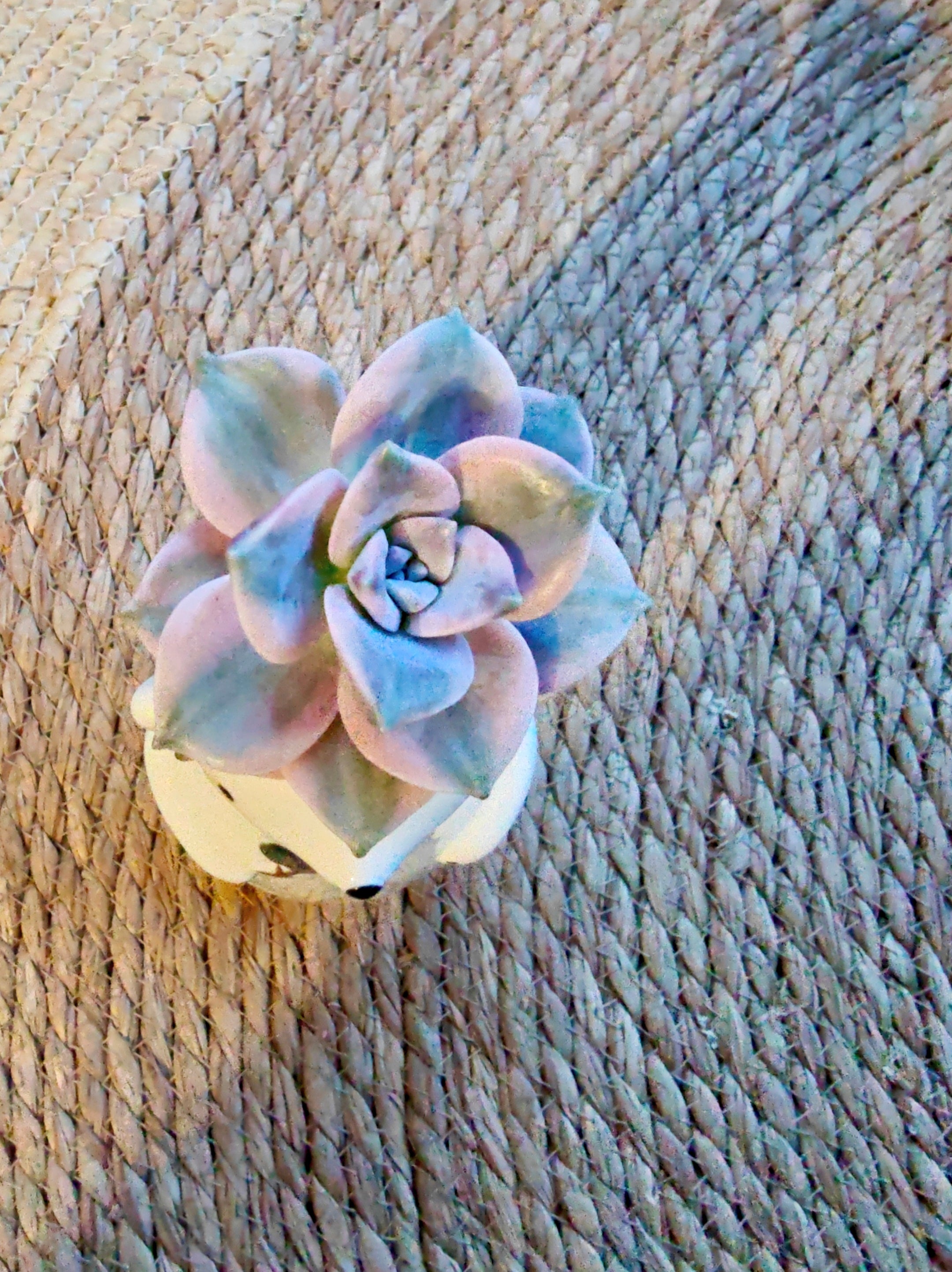Succulent Polar Bear Bud Vase – Variegated Graptopetalum ‘Purple Delight’ - SlowBloomGreens