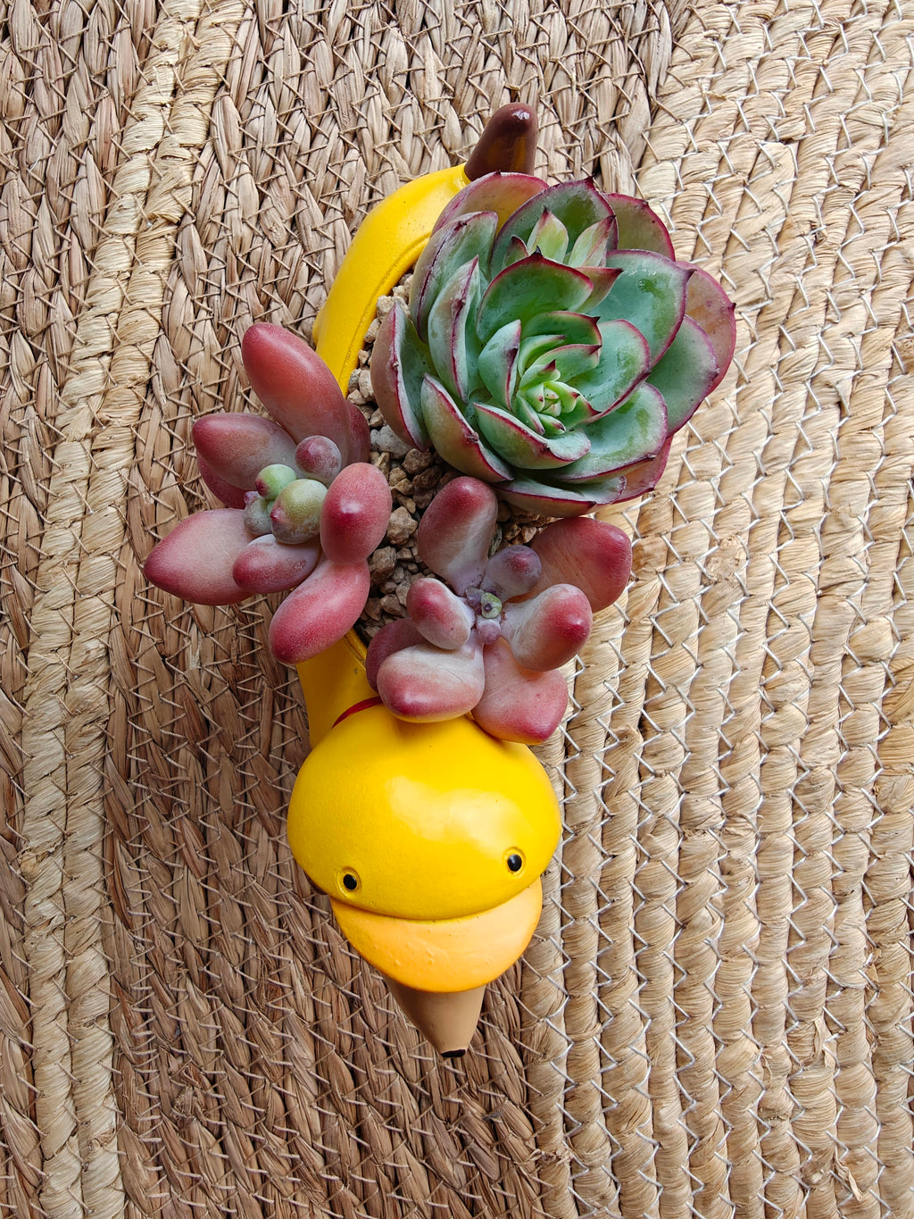 Succulent Dachshund Planter – Mixed Succulent Arrangement (Ducky Raincoat) - SlowBloomGreens