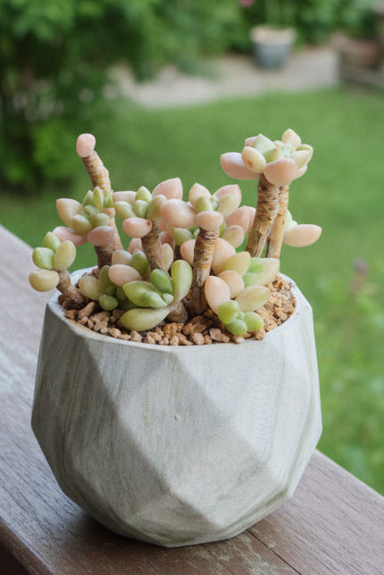 Classic Marble Green Planter – Graptopetalum 'Mirinae' - SlowBloomGreens