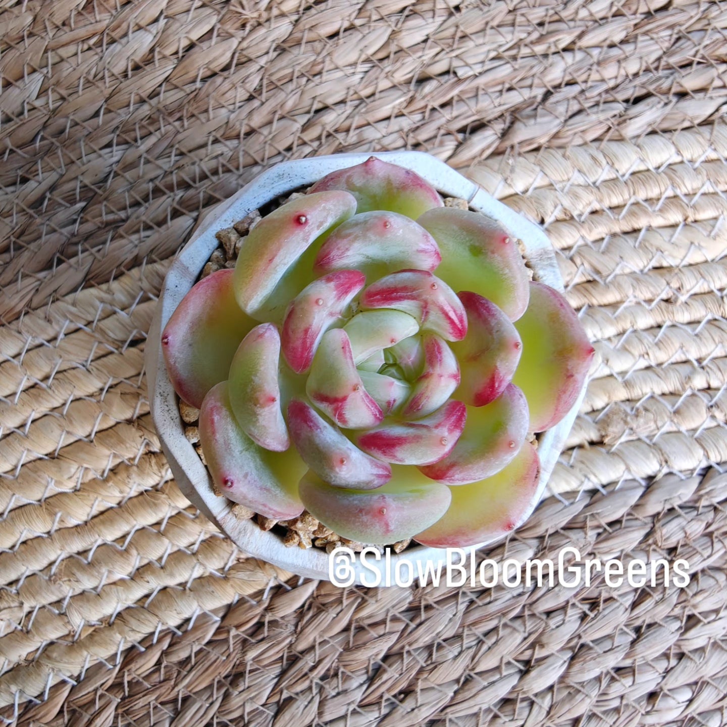 Classic Marble Brown Planter – Echeveria Hybrid - SlowBloomGreens