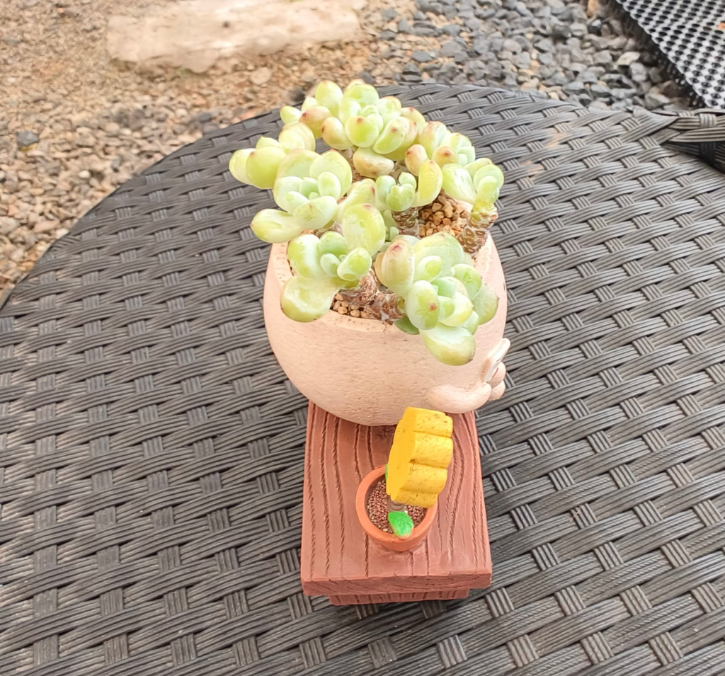 Succulent Happy Buddy Planter – Tiscalatengo Gorge Sedum - SlowBloomGreens