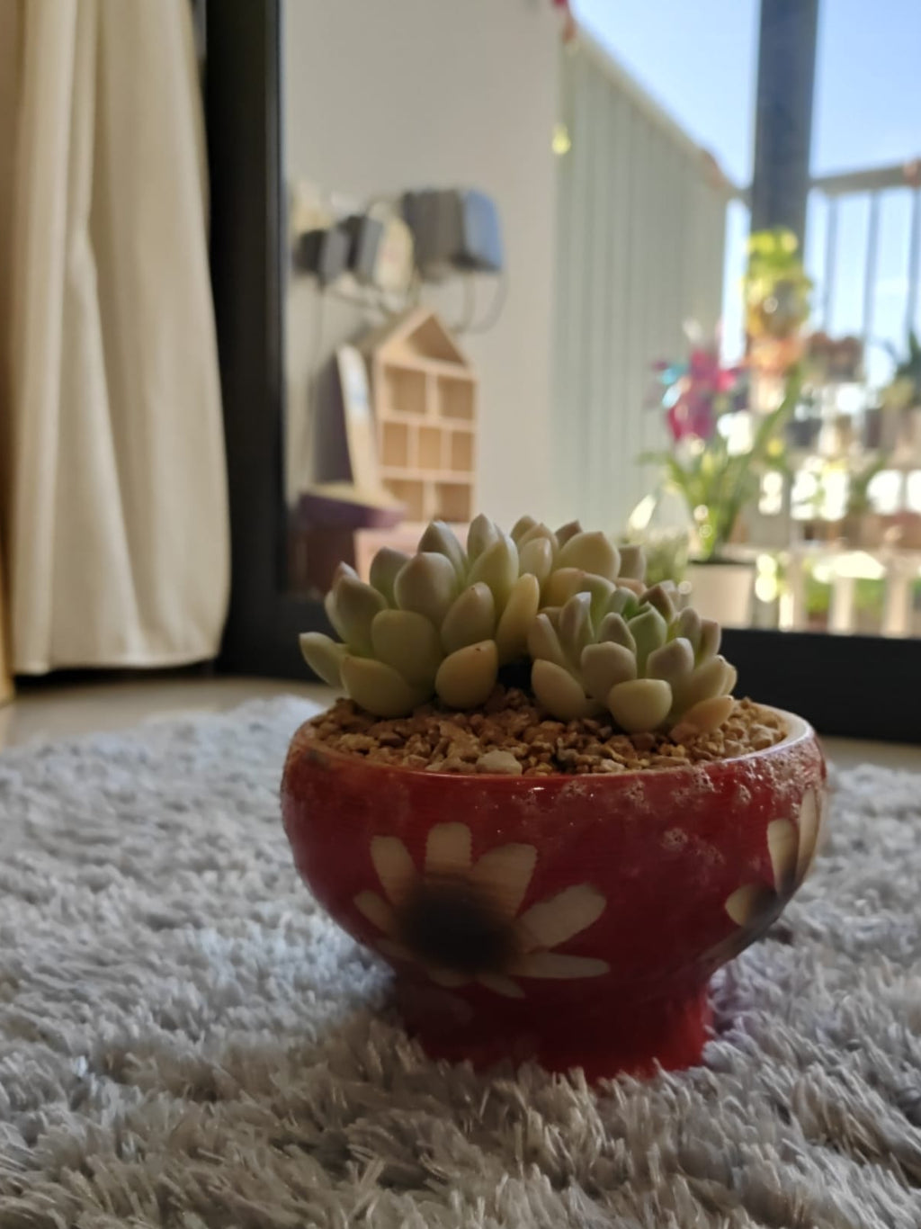 Succulent Moonlit Red Planter – Graptoveria 'Opalina' - SlowBloomGreens