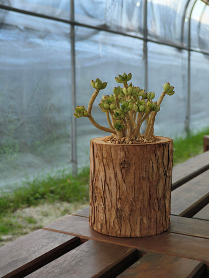 Succulent Nature Log - Echeveria Supia