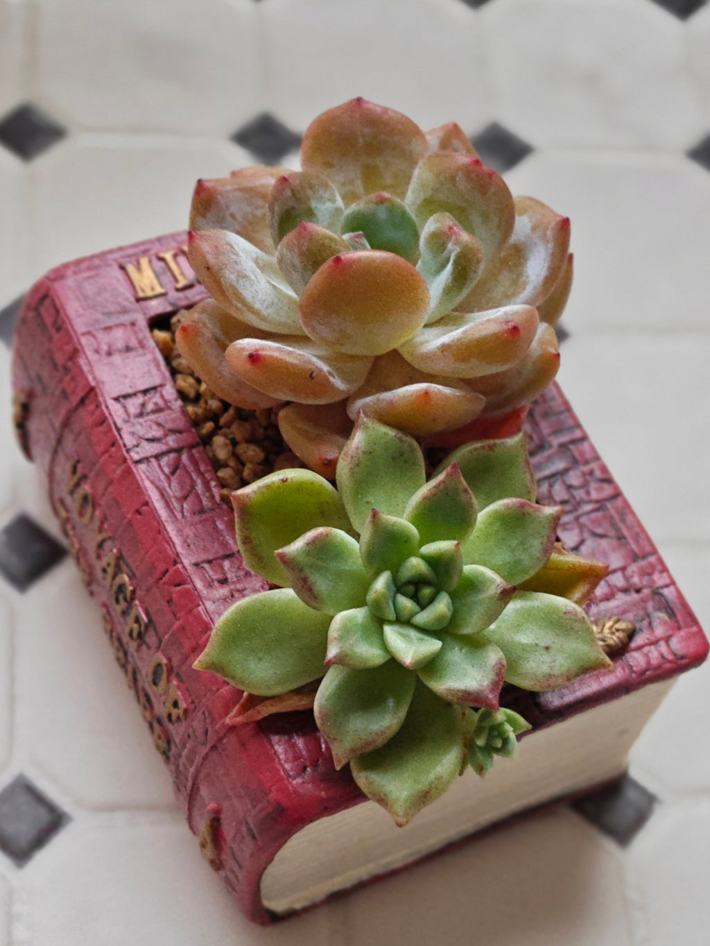 Succulent Book Nook Planter– Assorted Succulents - SlowBloomGreens