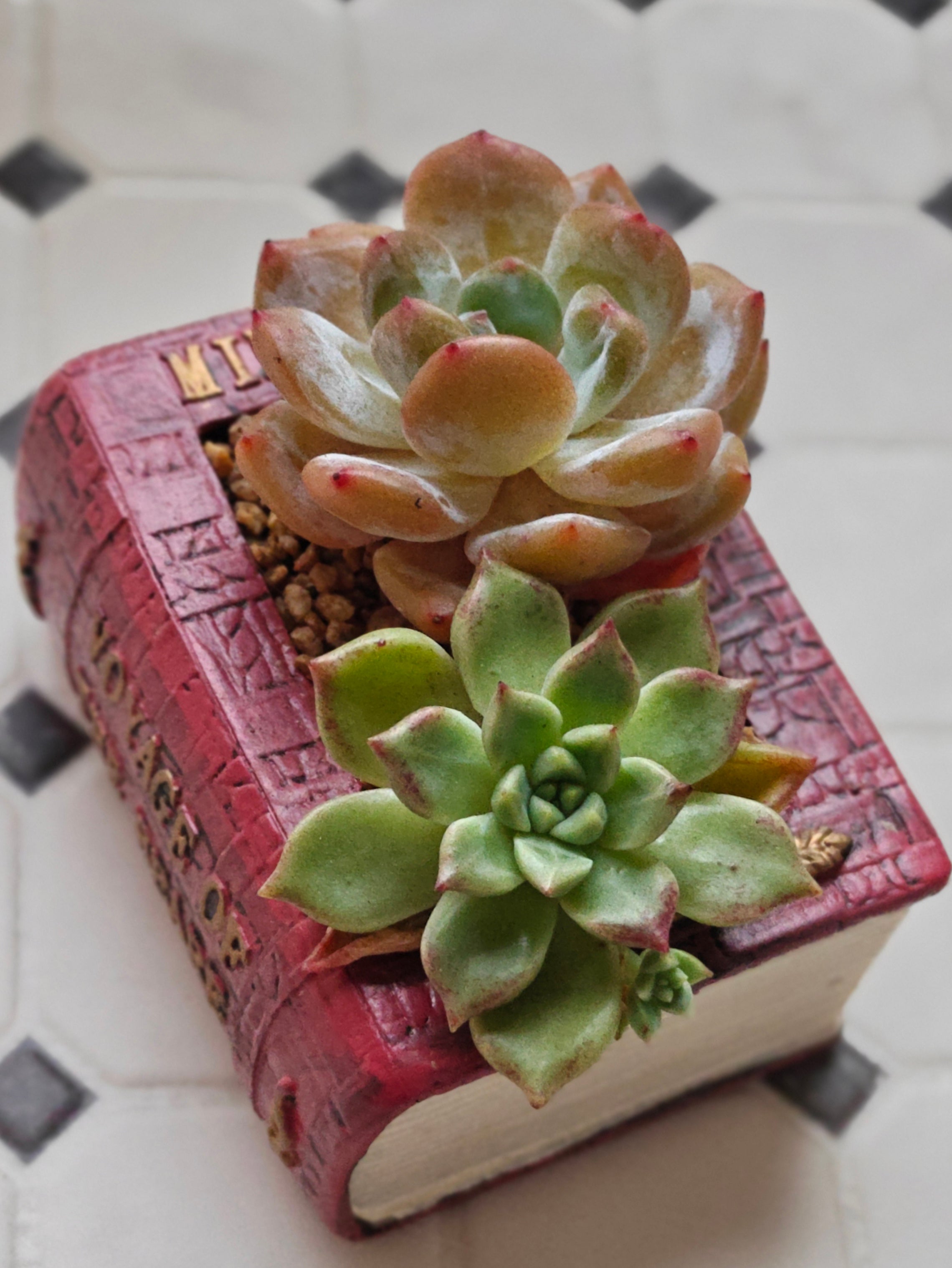 Succulent Book Nook Planter– Assorted Succulents