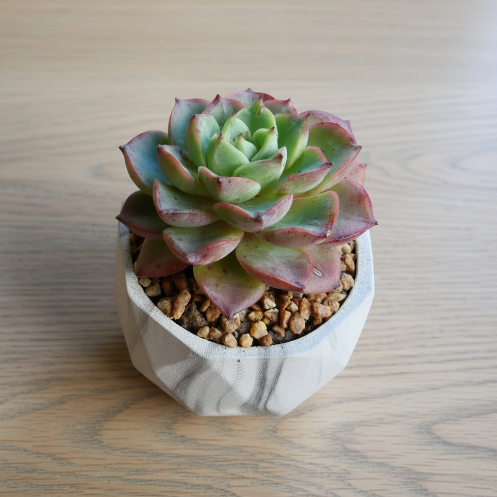 Classic Marble Ash Planter – Echeveria Agavoides - SlowBloomGreens