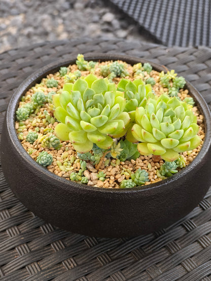 Succulent Classic Black Planter – Echeveria ‘Lime n Chili’ & Blue Tears Sedum