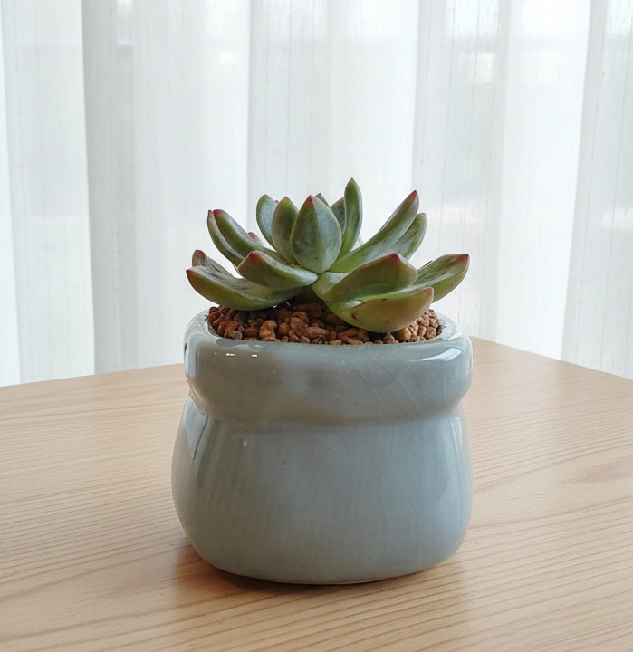 Succulent Glaze Square Baby Blue Planter – Echeveria Bluebird - SlowBloomGreens