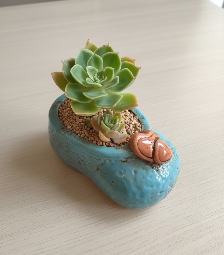 Succulent Mary Jane Charm Blue Planter – Echeveria Agavoides - SlowBloomGreens