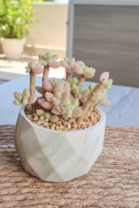 Classic Marble Green Planter – Graptopetalum 'Mirinae'