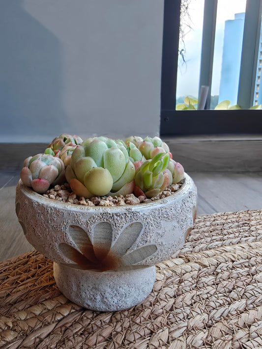 Succulent Moonlit White Planter – Echeveria elegans 'Raspberry Ice'