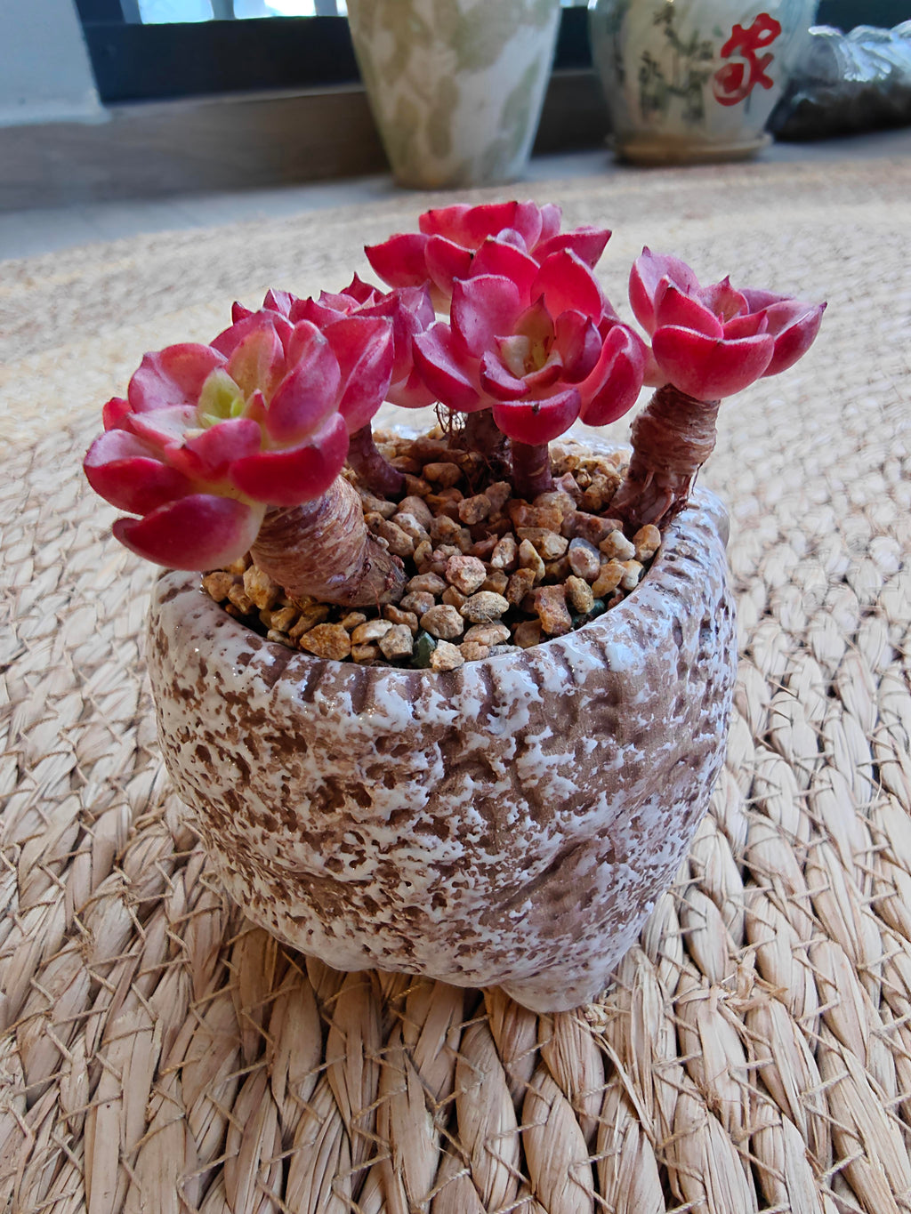 Rustic Bloom Succulent Planter – Sedeveria 'Letizia' - SlowBloomGreens