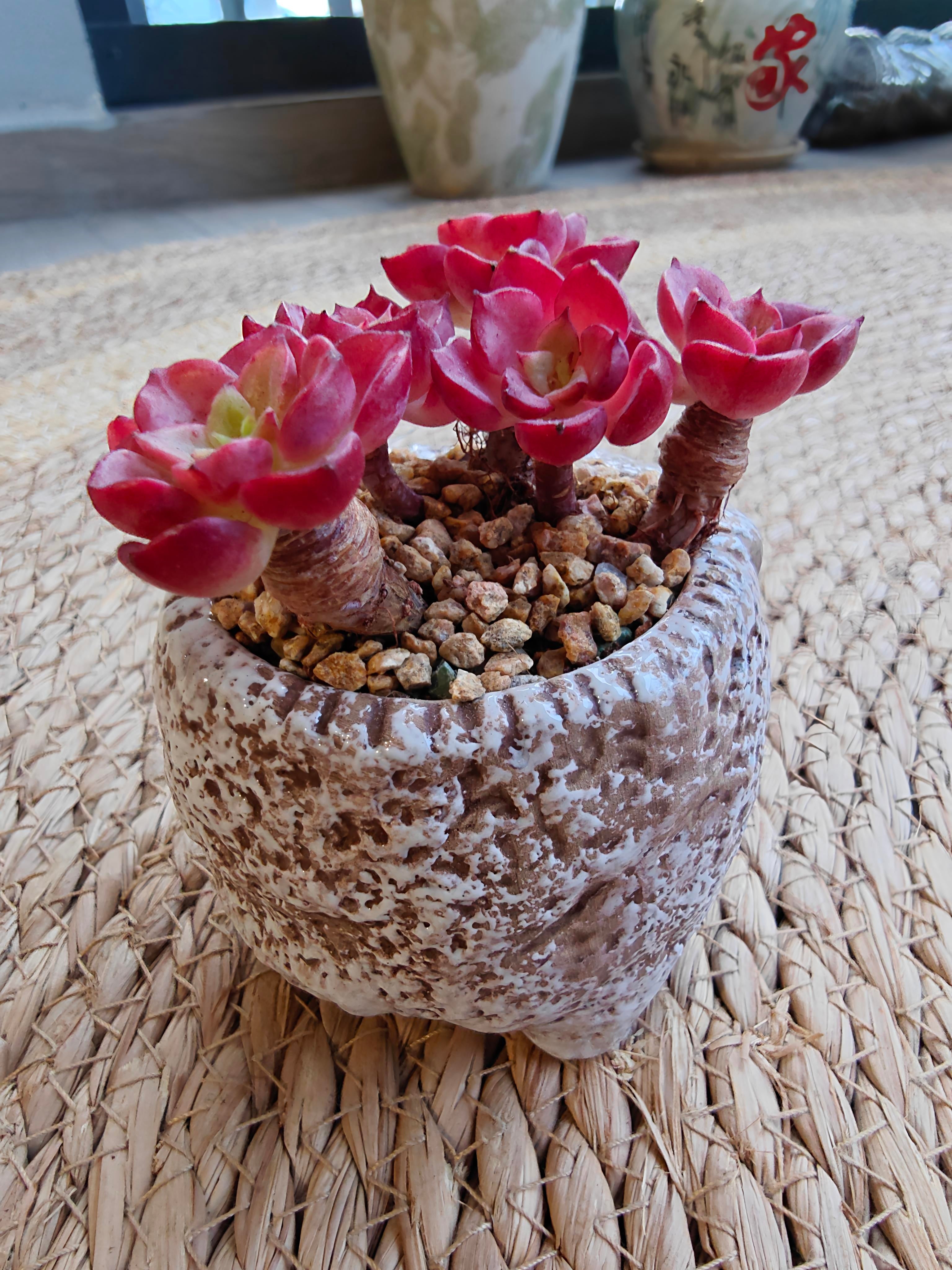 Rustic Bloom Succulent Planter – Sedeveria 'Letizia'