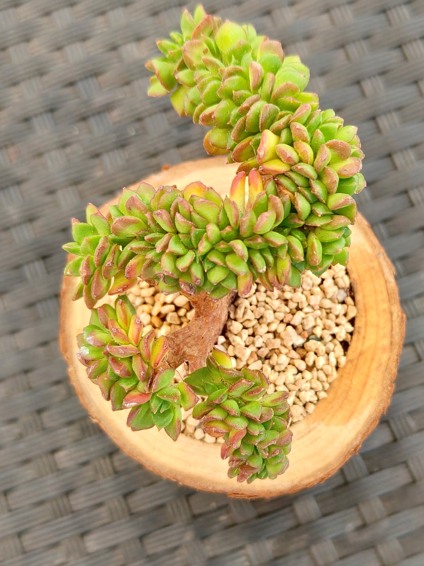 Succulent Nature Log Planter - Crested Lety's Sedeveria