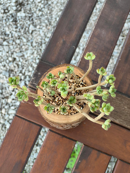 Succulent Nature Log - Echeveria Supia