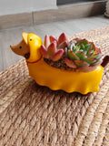 Succulent Dachshund Planter – Mixed Succulent Arrangement (Ducky Raincoat) - SlowBloomGreens