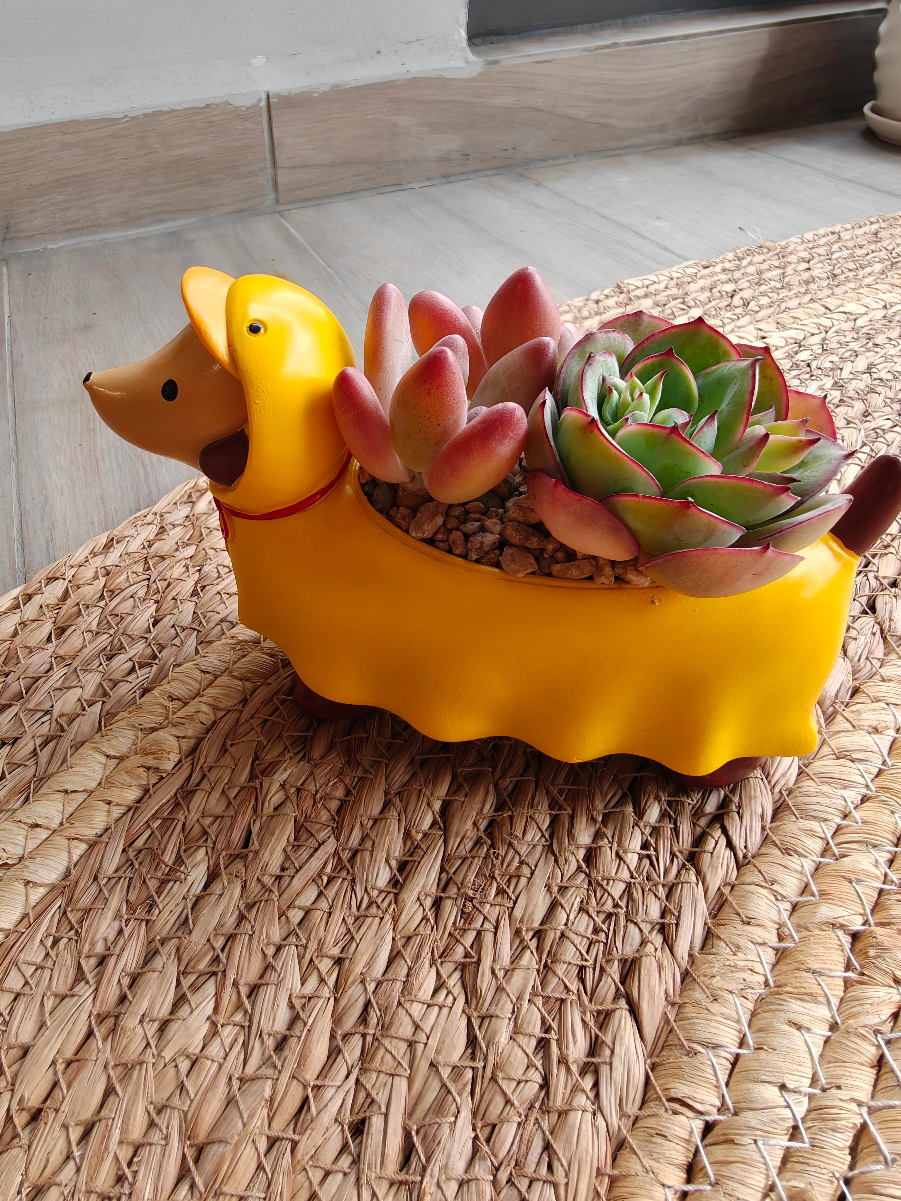 Succulent Dachshund Planter – Mixed Succulent Arrangement (Ducky Raincoat)