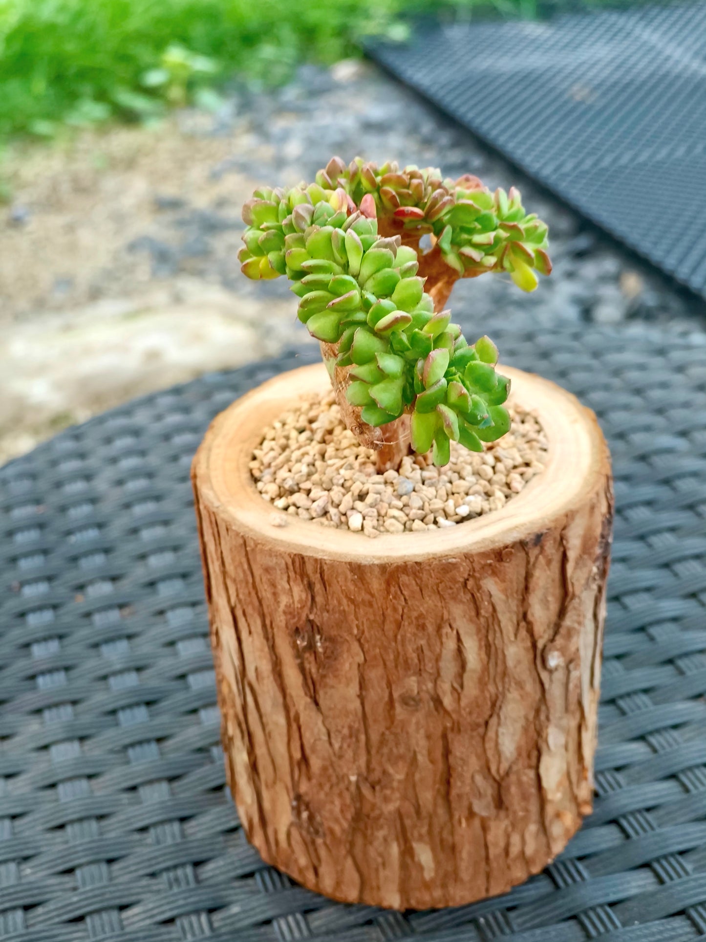 Succulent Nature Log Planter - Crested Lety's Sedeveria
