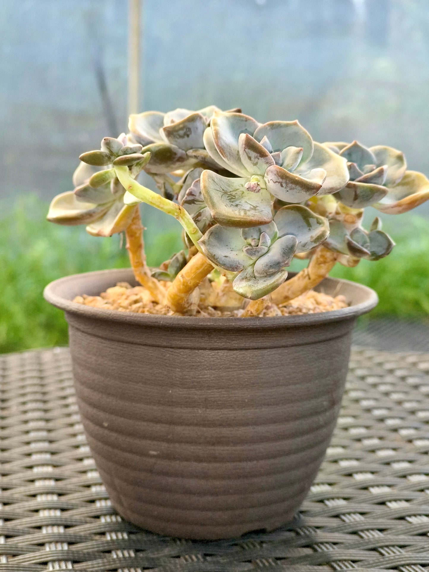Succulent Starter Planter - Graptopetalum ‘Purple Delight’
