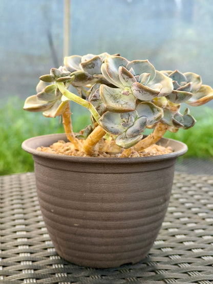 Succulent Starter Planter - Graptopetalum ‘Purple Delight’