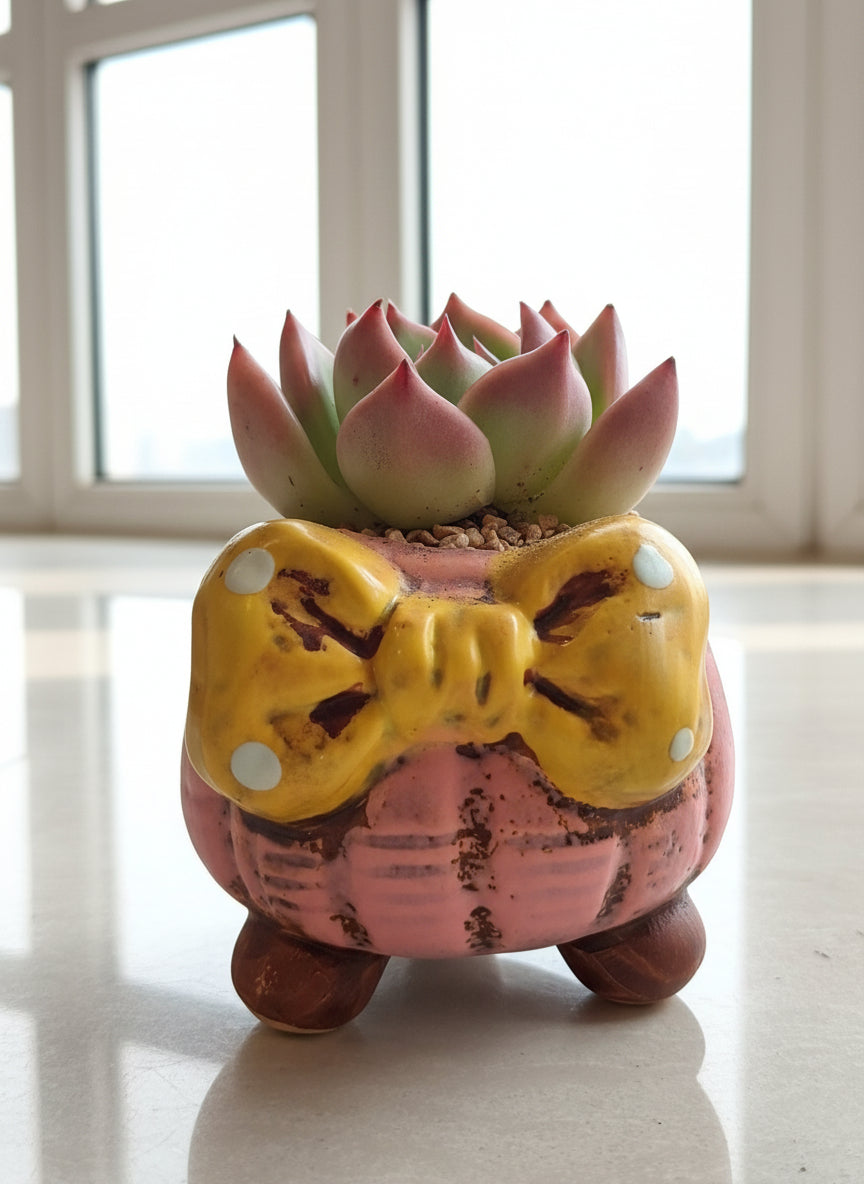 Succulent Pink Polka Dot Bow Planter – Echeveria agavoides 'Christmas Eve' - SlowBloomGreens