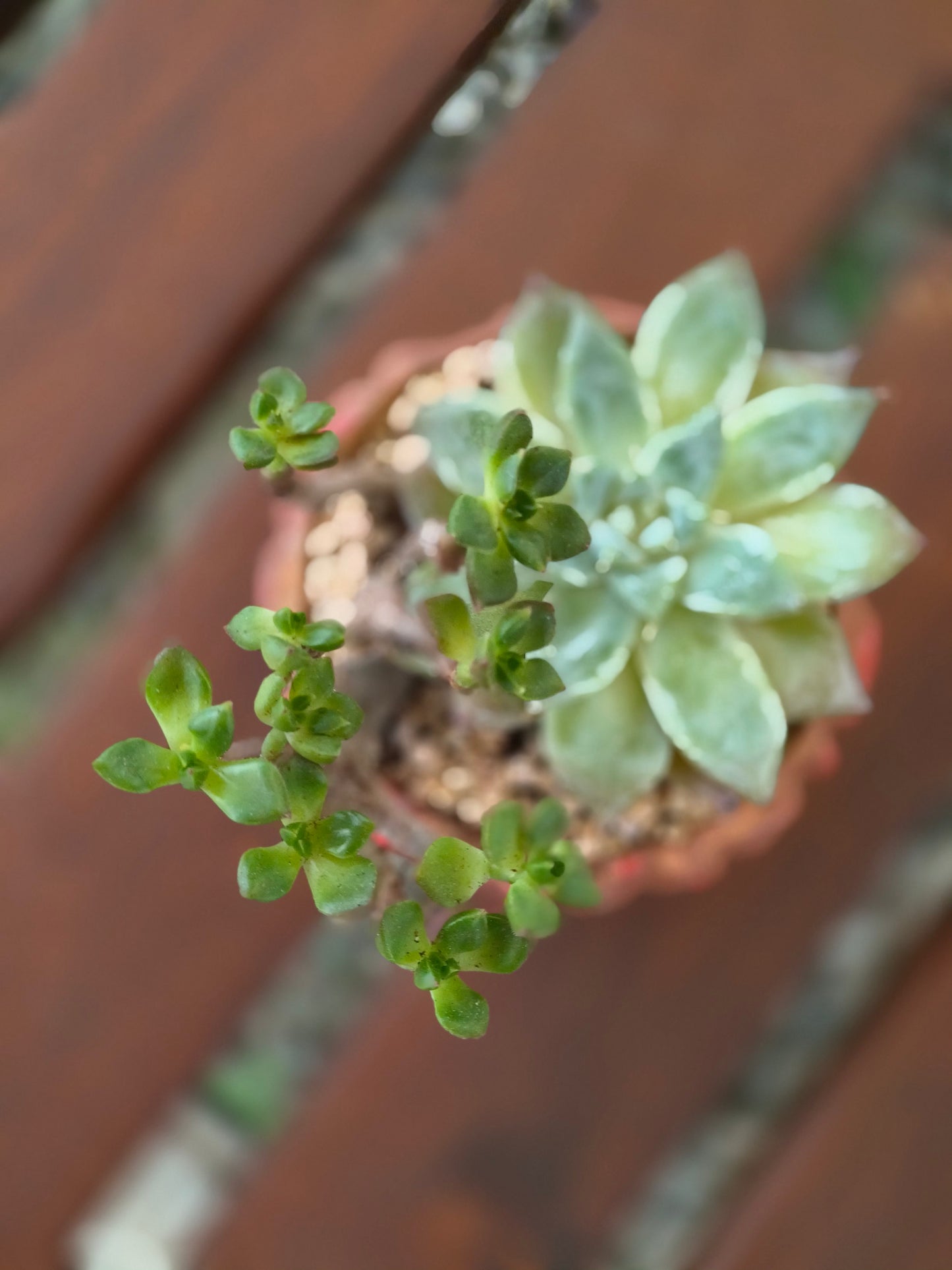 Succulent Rustica Ceramic Red – Handcrafted Succulents - SlowBloomGreens