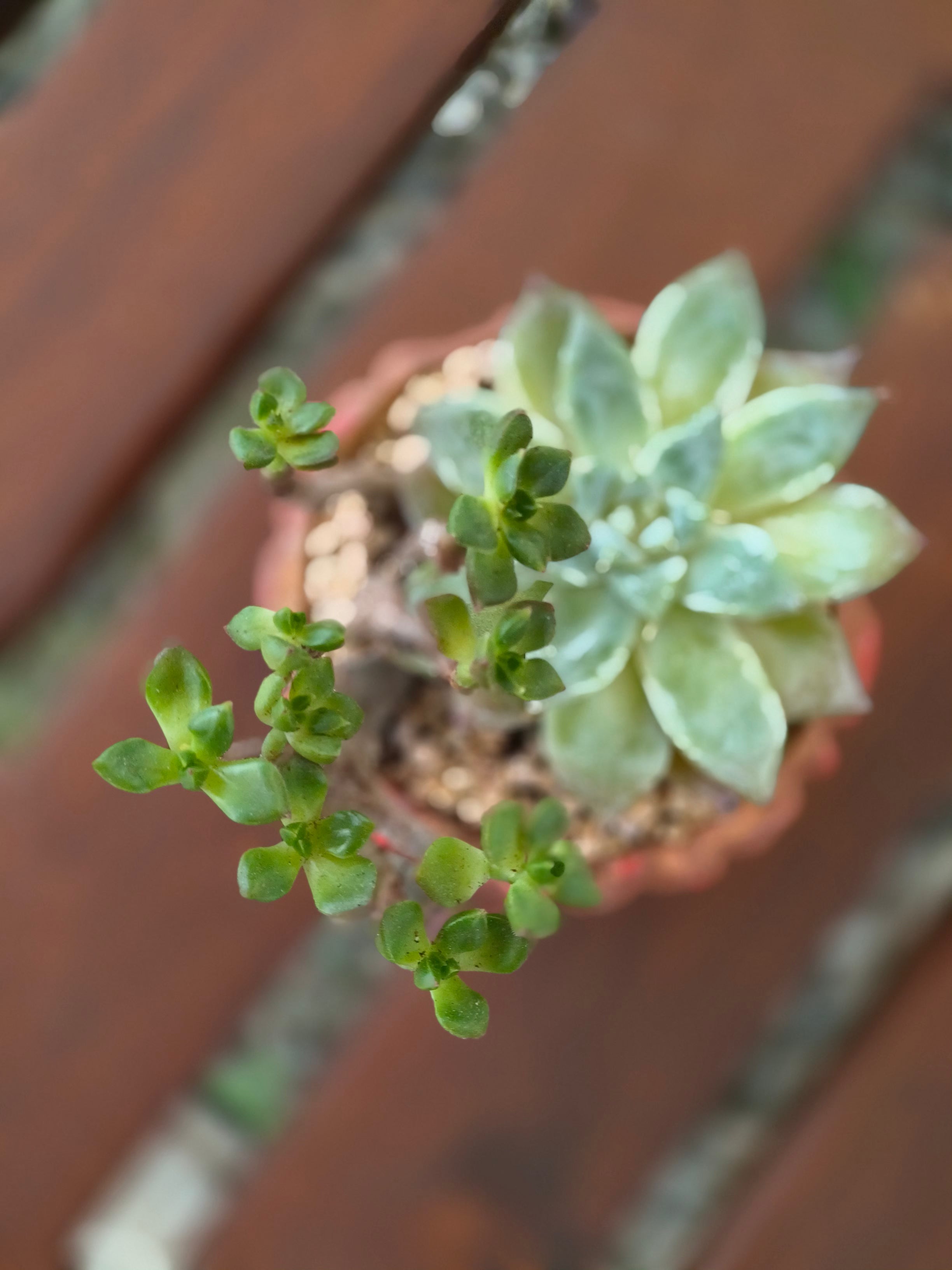 Succulent Rustica Ceramic Red – Handcrafted Succulents - SlowBloomGreens