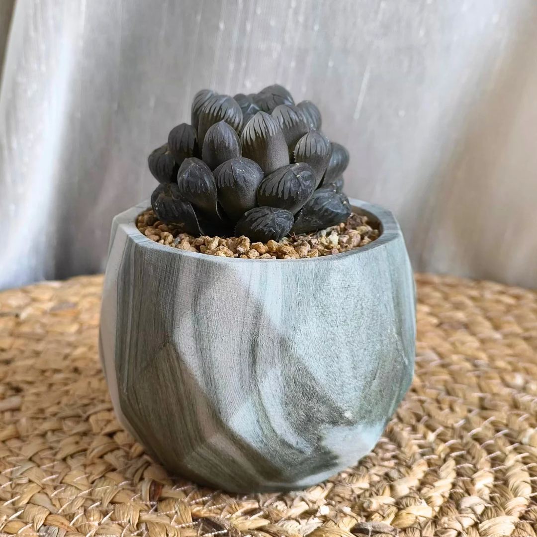 Succulent Classic Marble Earth Green Fern - SlowBloomGreens