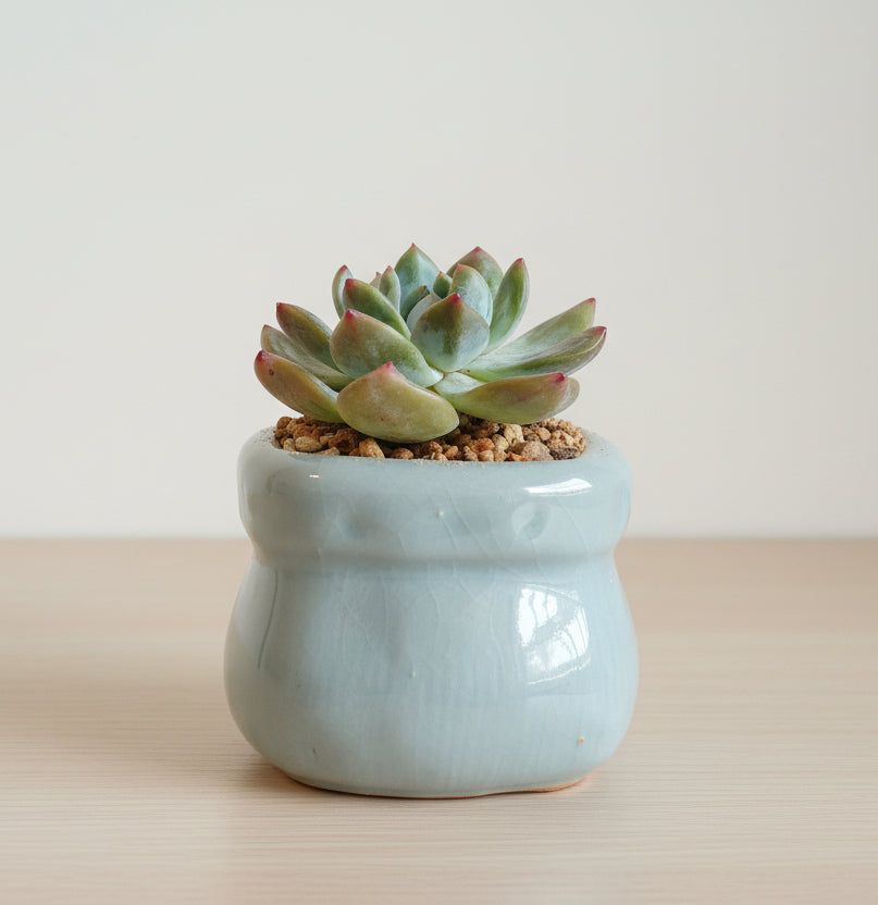 Succulent Glaze Square Baby Blue Planter – Echeveria Bluebird - SlowBloomGreens